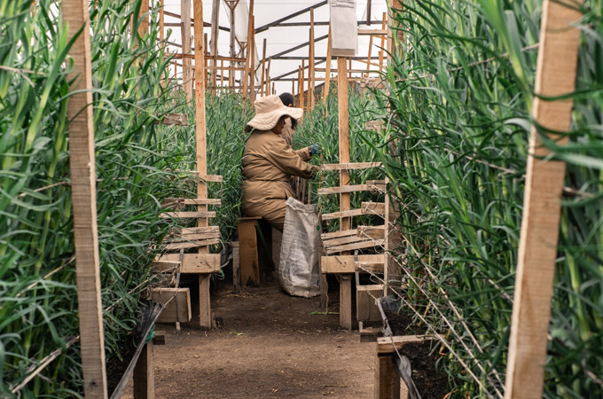 Luisiana Farms S.A. (Колумбия)