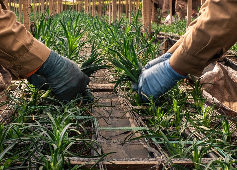 Luisiana Farms S.A. (Колумбия)