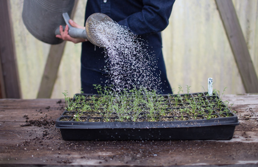 Luisiana Farms S.A. (Колумбия)