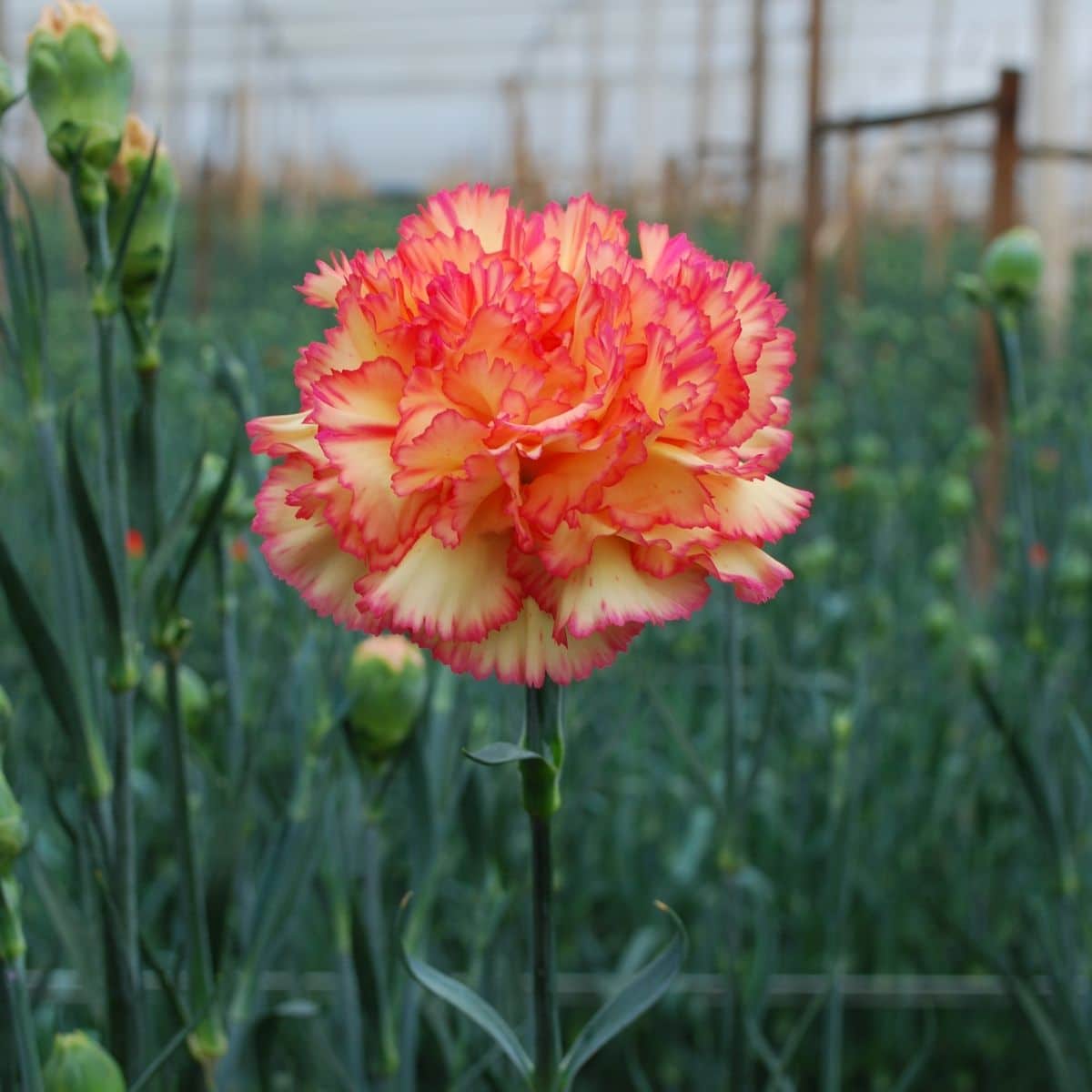 Luisiana Farms S.A. (Колумбия)