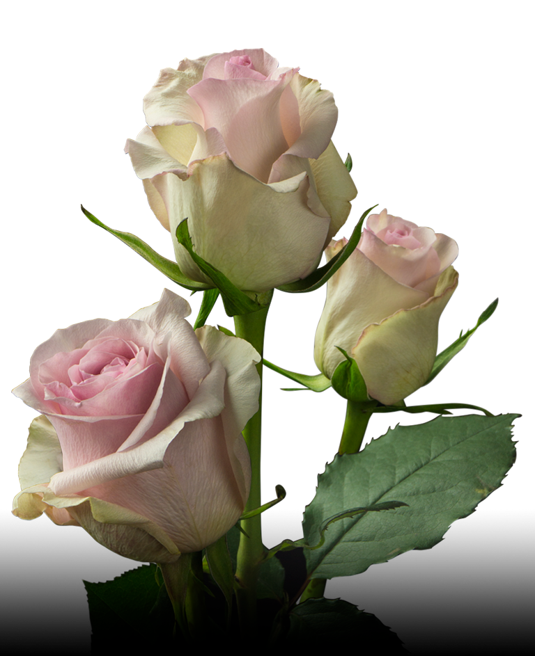 Плантация Milonga Flowers (Колумбия)