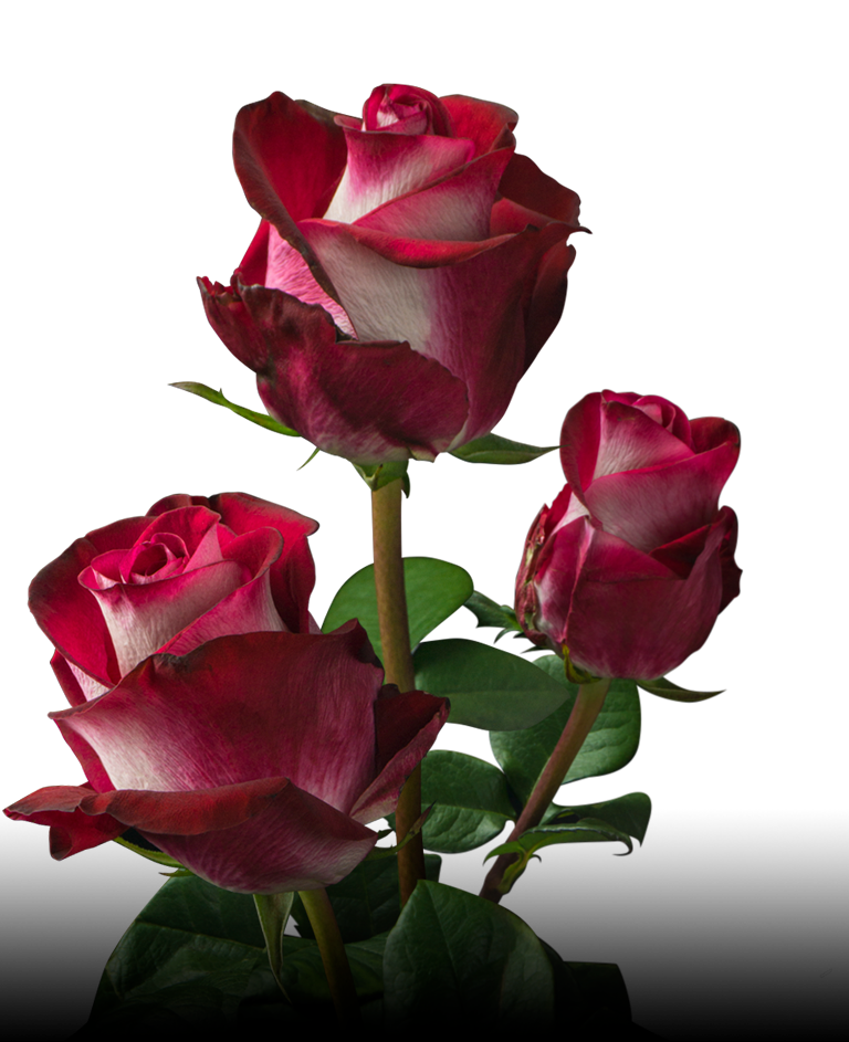 Плантация Milonga Flowers (Колумбия)