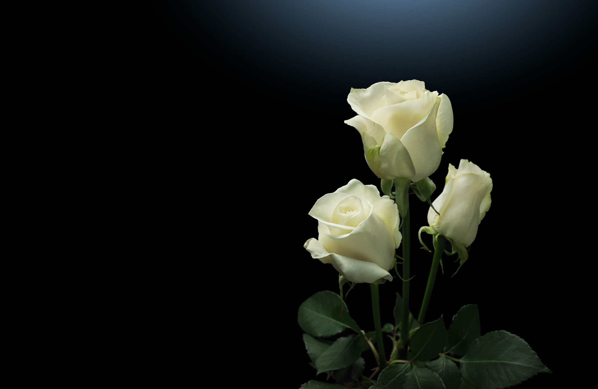 Плантация Milonga Flowers (Колумбия)