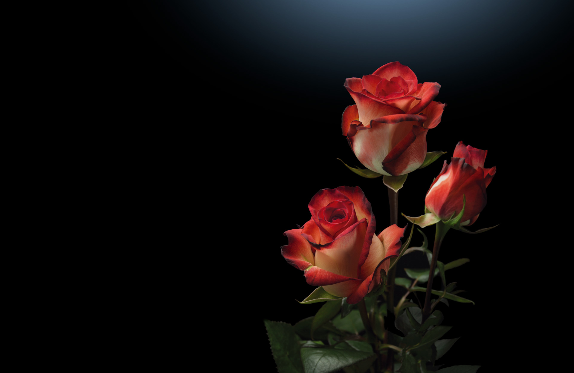 Плантация Milonga Flowers (Колумбия)