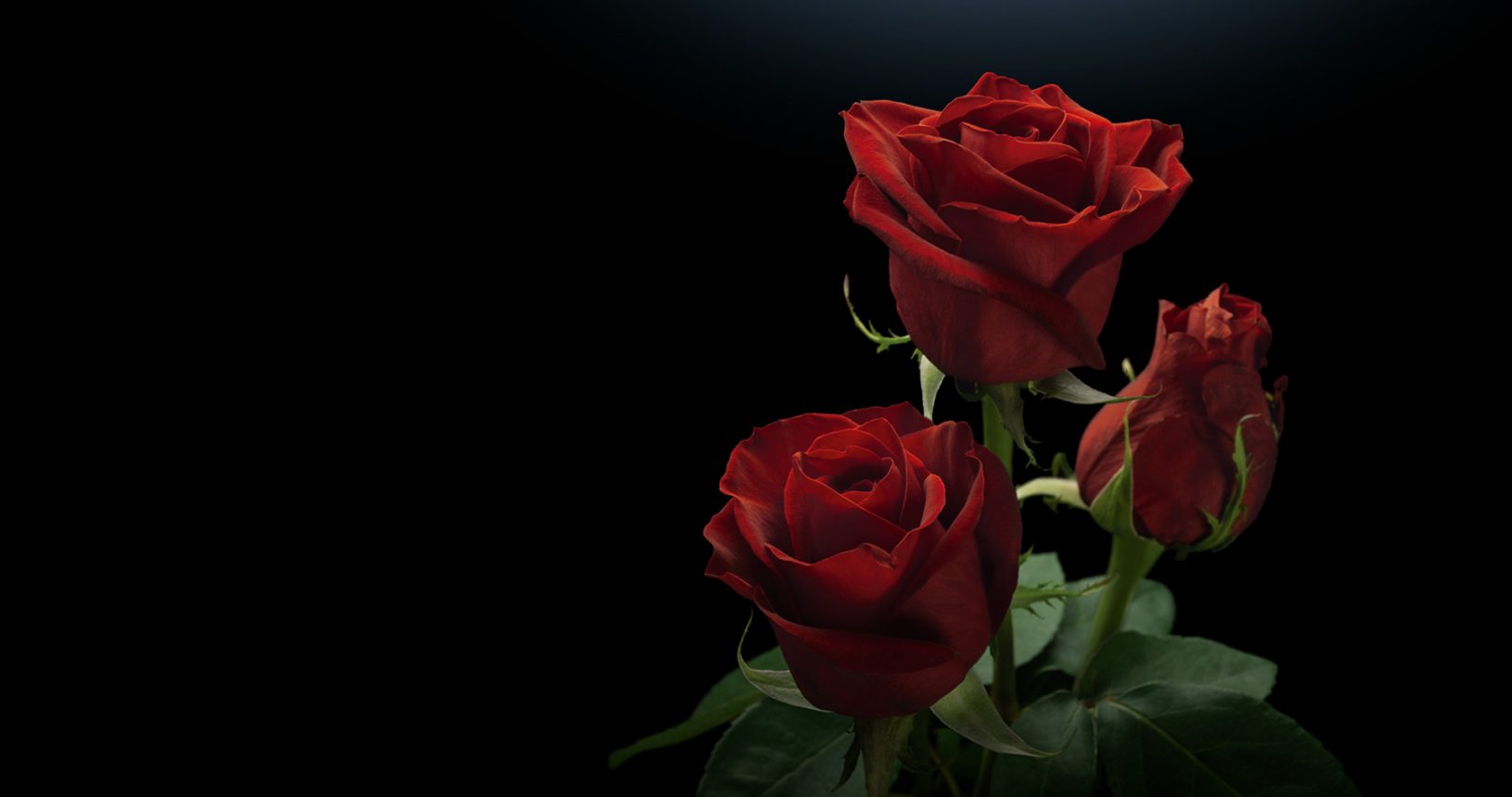 Плантация Milonga Flowers (Колумбия)