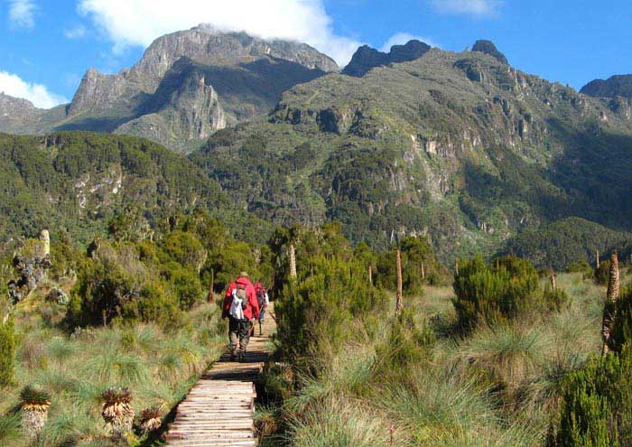 Ферма MT Elgon (Mount Elgon Orchards), Кения