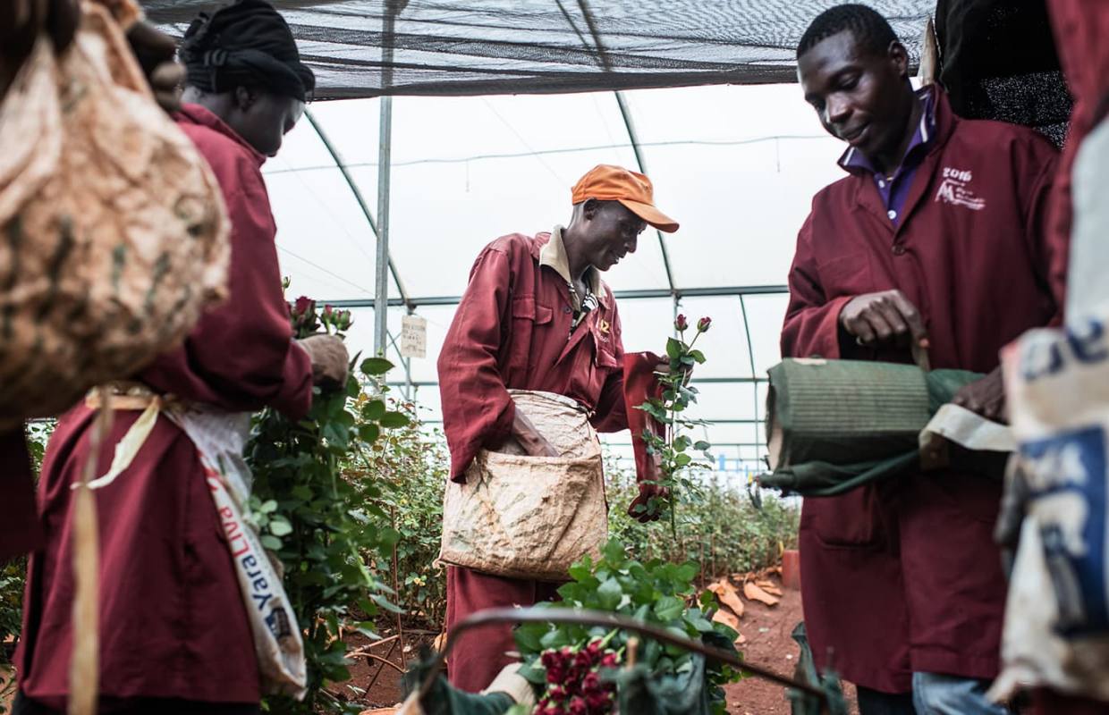 Ферма MT Elgon (Mount Elgon Orchards), Кения