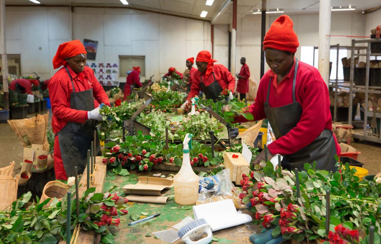 Ферма MT Elgon (Mount Elgon Orchards), Кения