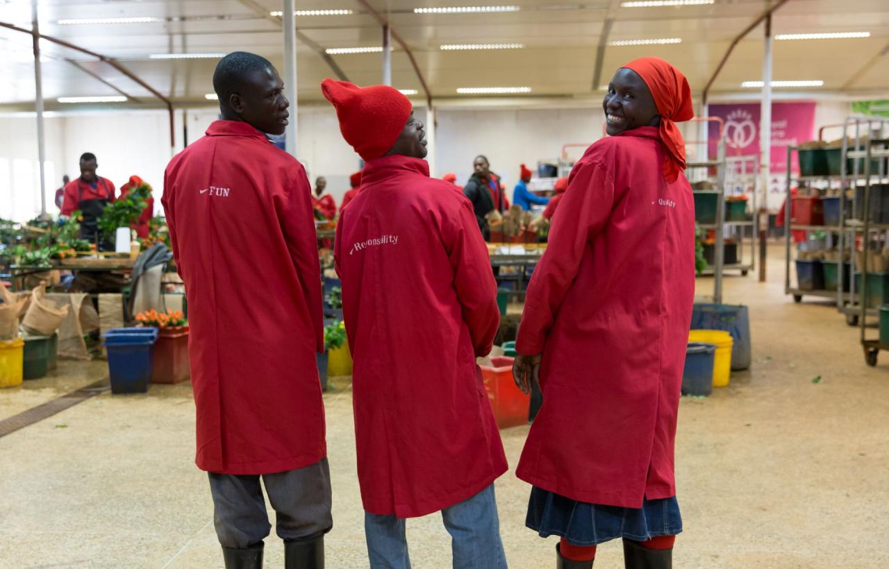 Ферма MT Elgon (Mount Elgon Orchards), Кения