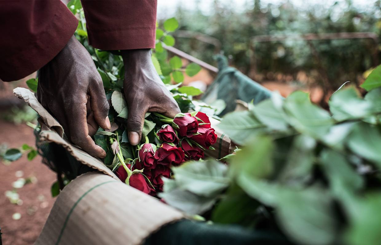 Ферма MT Elgon (Mount Elgon Orchards), Кения