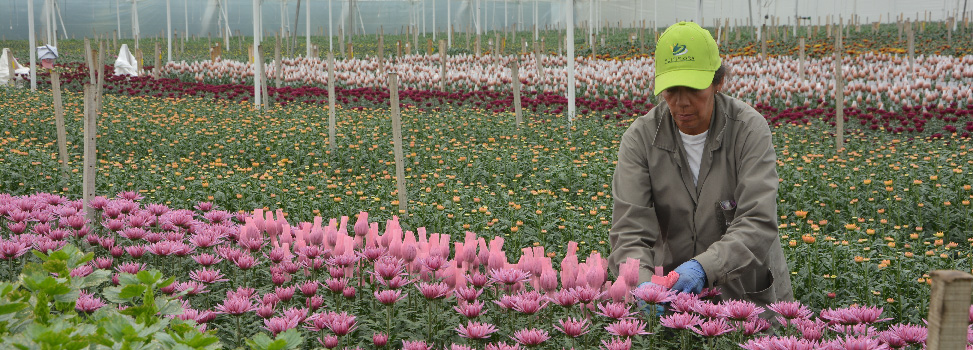 Цветочная плантация Multiflora (Колумбия)