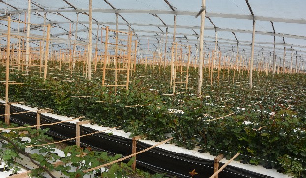 Цветочная плантация Multiflora (Колумбия)