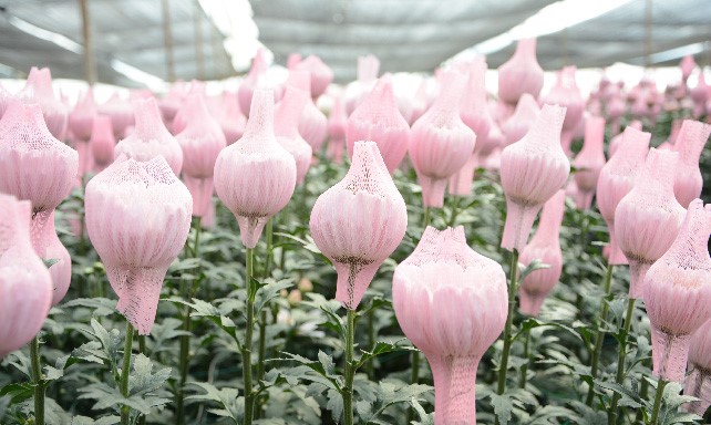 Цветочная плантация Multiflora (Колумбия)