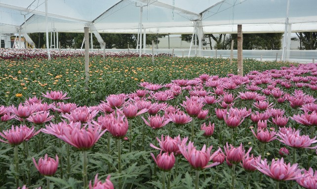 Цветочная плантация Multiflora (Колумбия)