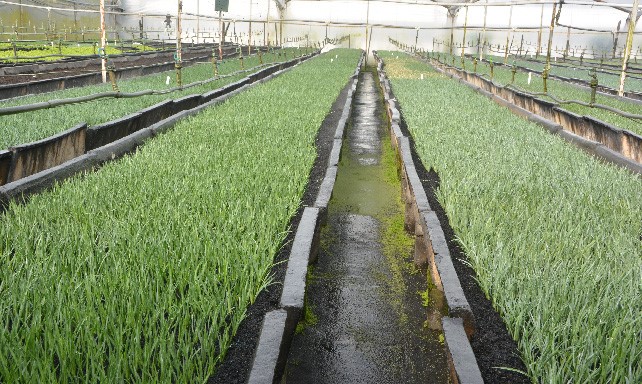 Цветочная плантация Multiflora (Колумбия)