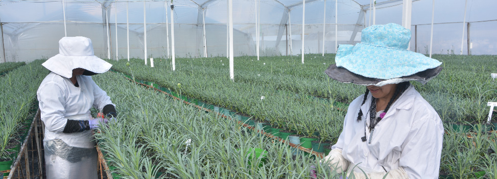 Цветочная плантация Multiflora (Колумбия)