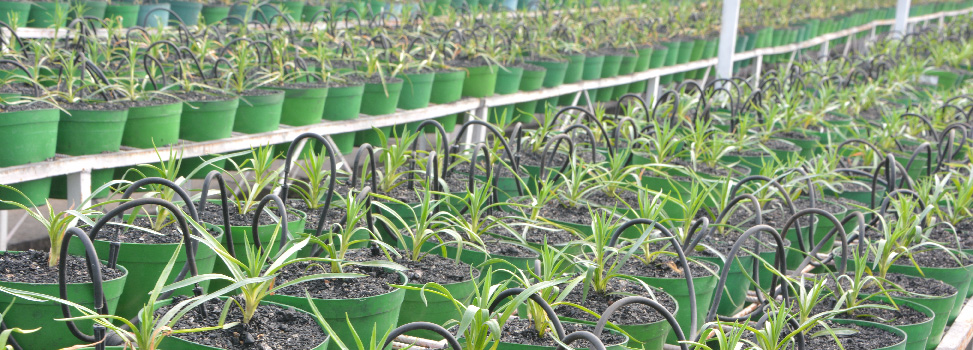 Цветочная плантация Multiflora (Колумбия)