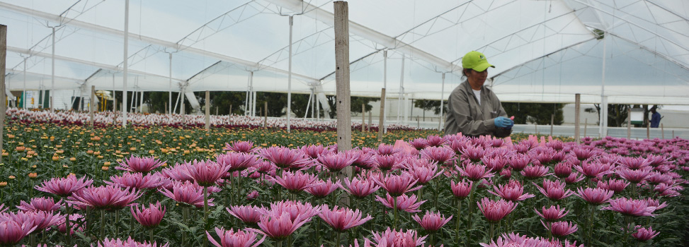 Цветочная плантация Multiflora (Колумбия)