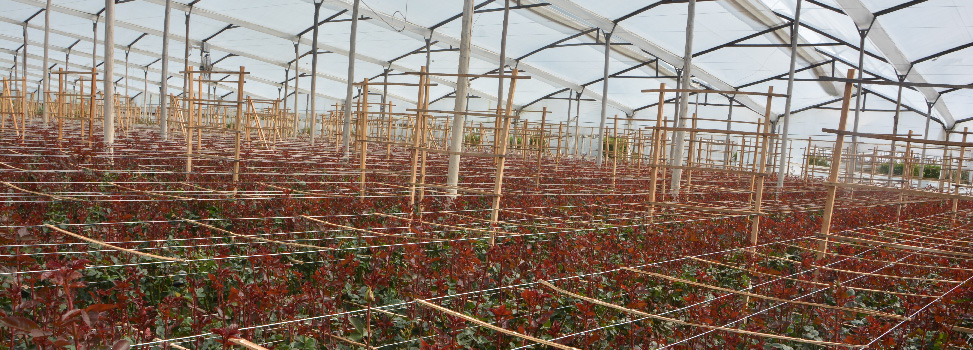 Цветочная плантация Multiflora (Колумбия)