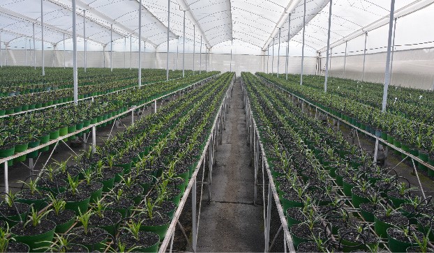 Цветочная плантация Multiflora (Колумбия)