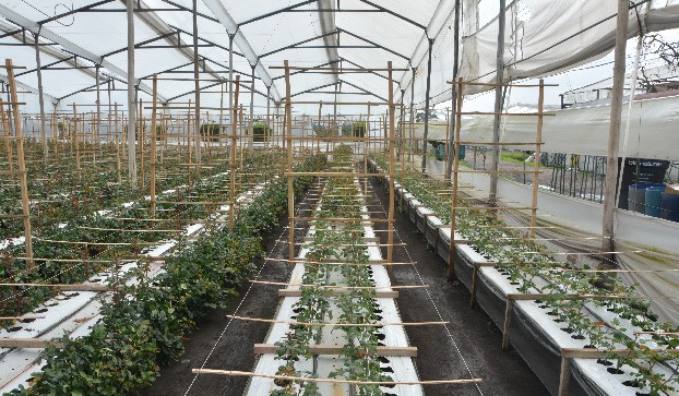 Цветочная плантация Multiflora (Колумбия)