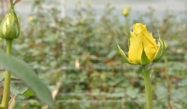 Цветочная плантация Multiflora (Колумбия)