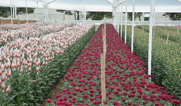 Цветочная плантация Multiflora (Колумбия)