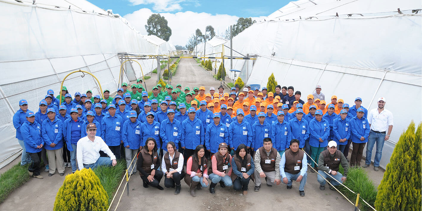 Ферма NATIVE BLOOMS - ROSAS DEL COTOPAXI FARM (Эквадор)