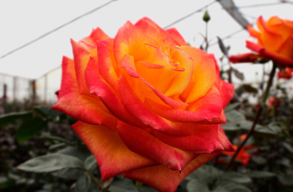 Ферма NATIVE BLOOMS - ROSAS DEL COTOPAXI FARM (Эквадор)