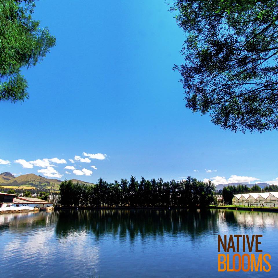 Ферма NATIVE BLOOMS - ROSAS DEL COTOPAXI FARM (Эквадор)