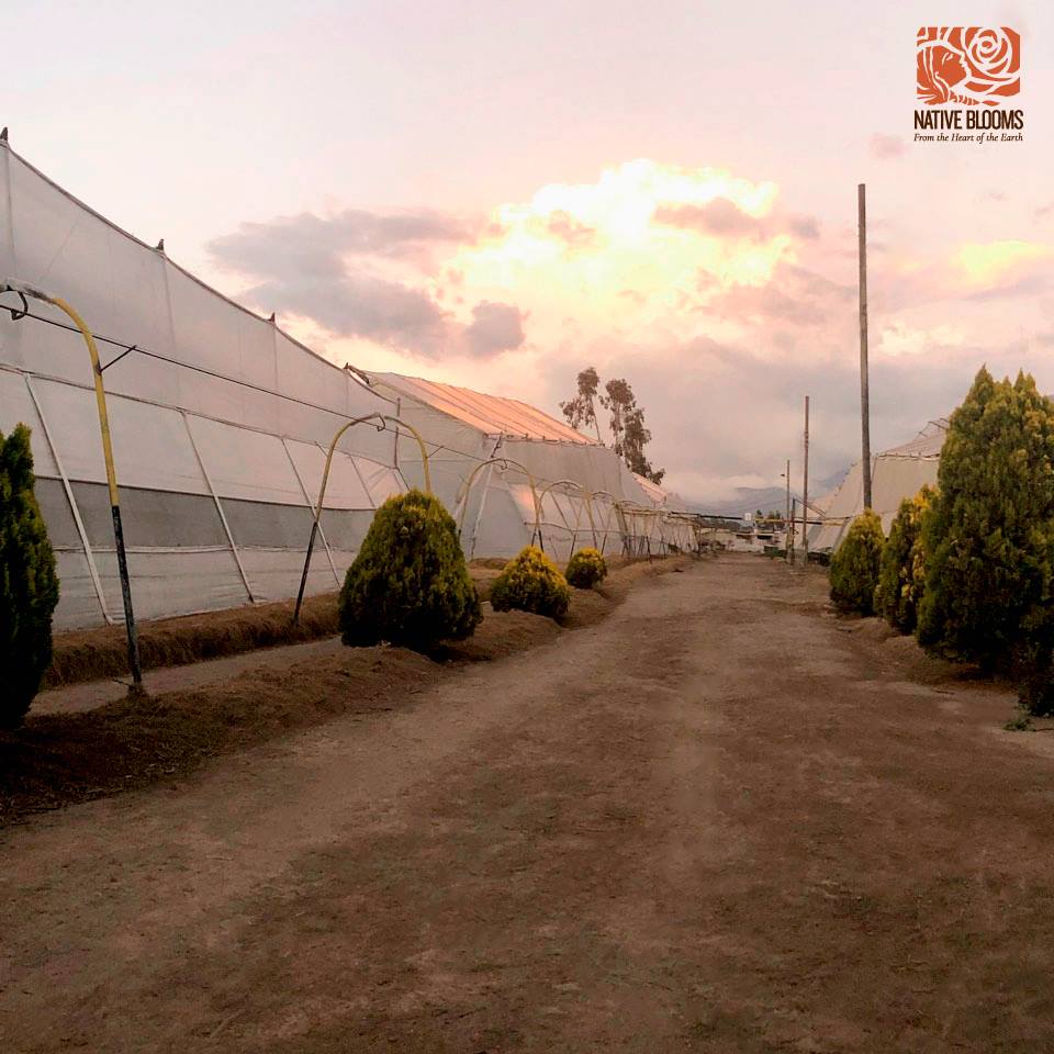 Ферма NATIVE BLOOMS - ROSAS DEL COTOPAXI FARM (Эквадор)