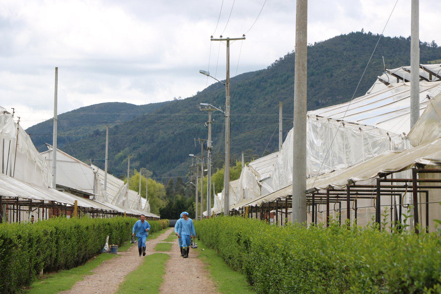 Ферма Natuflora (Колумбия)