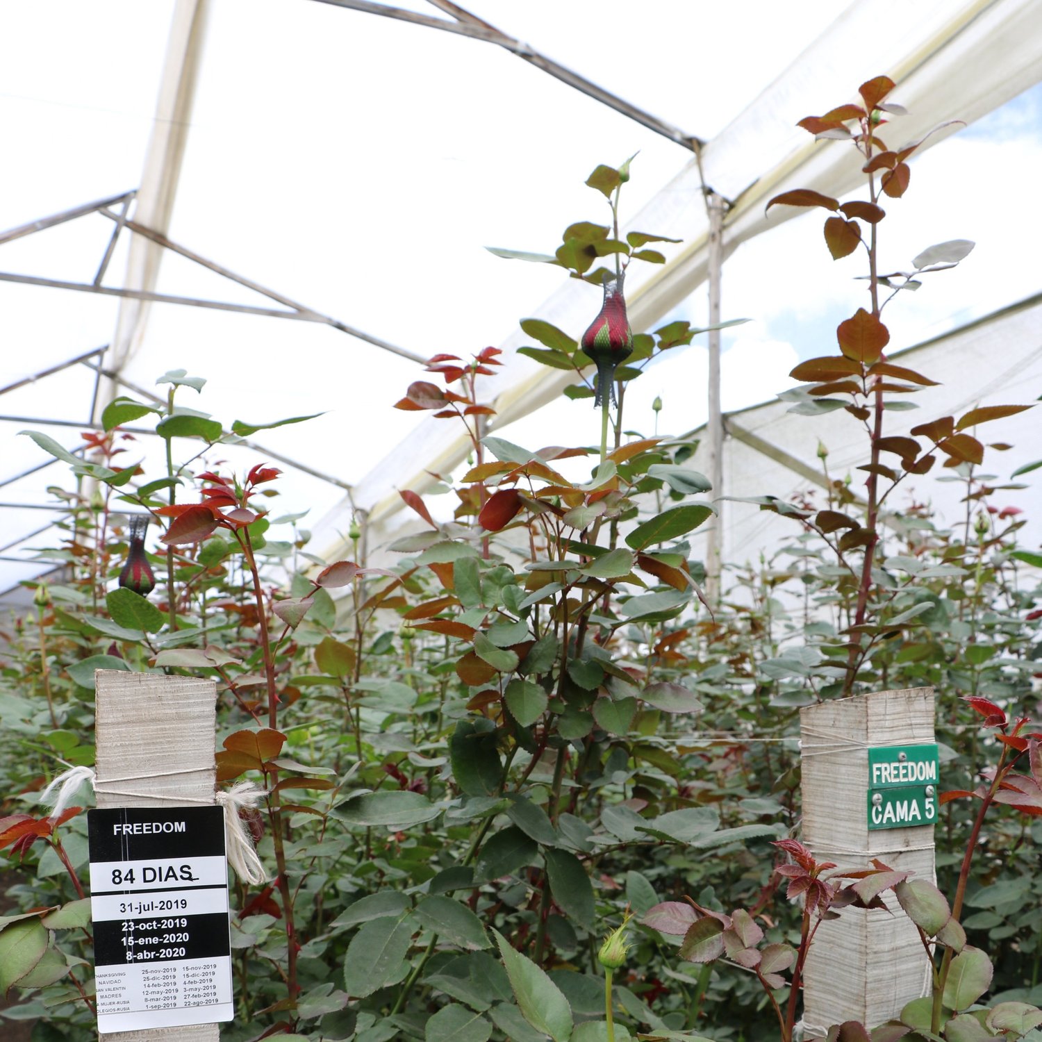 Ферма Natuflora (Колумбия)