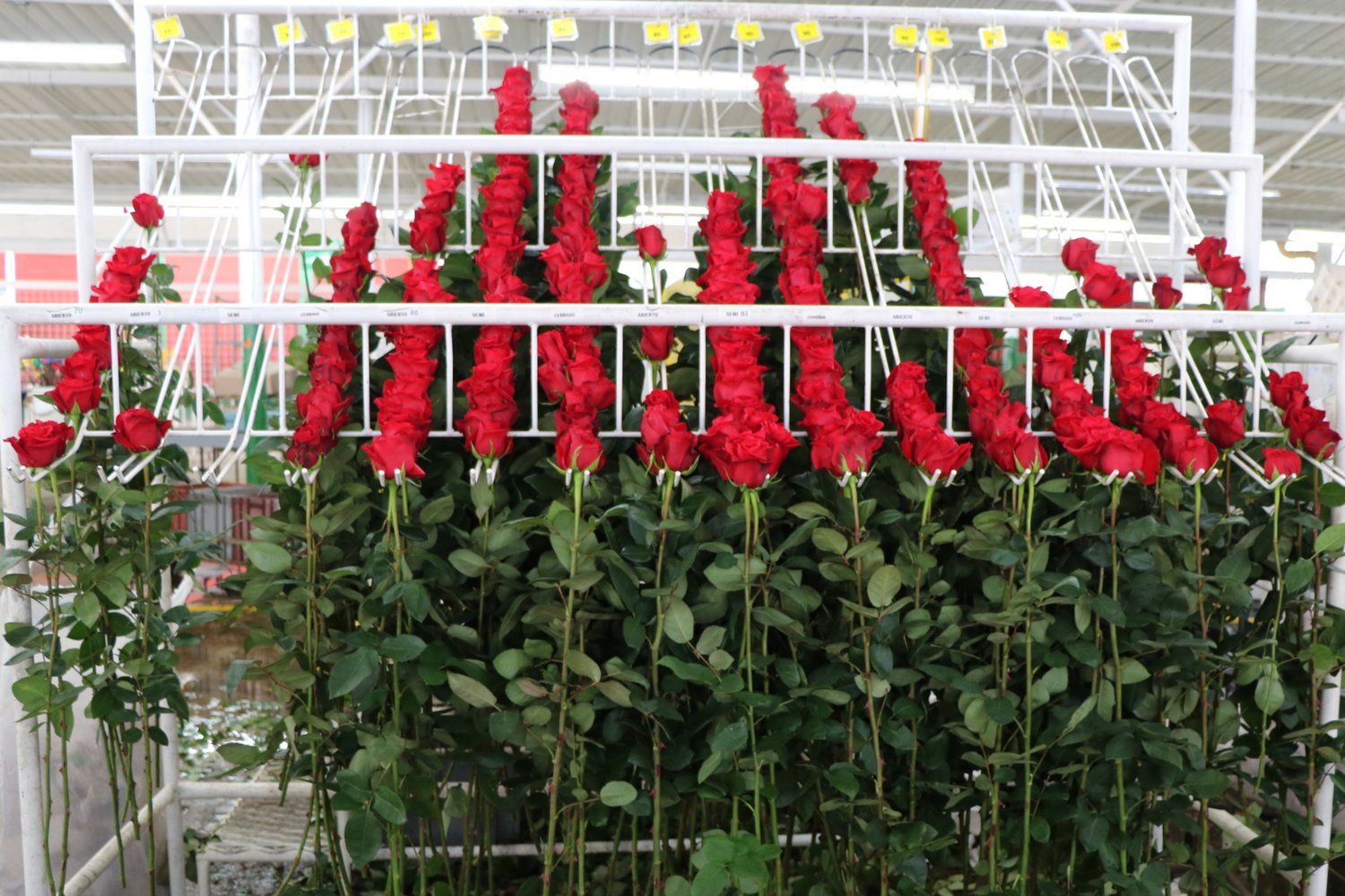 Ферма Natuflora (Колумбия)