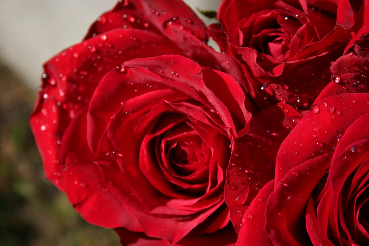 Ферма Nikita Flowers (Эквадор)