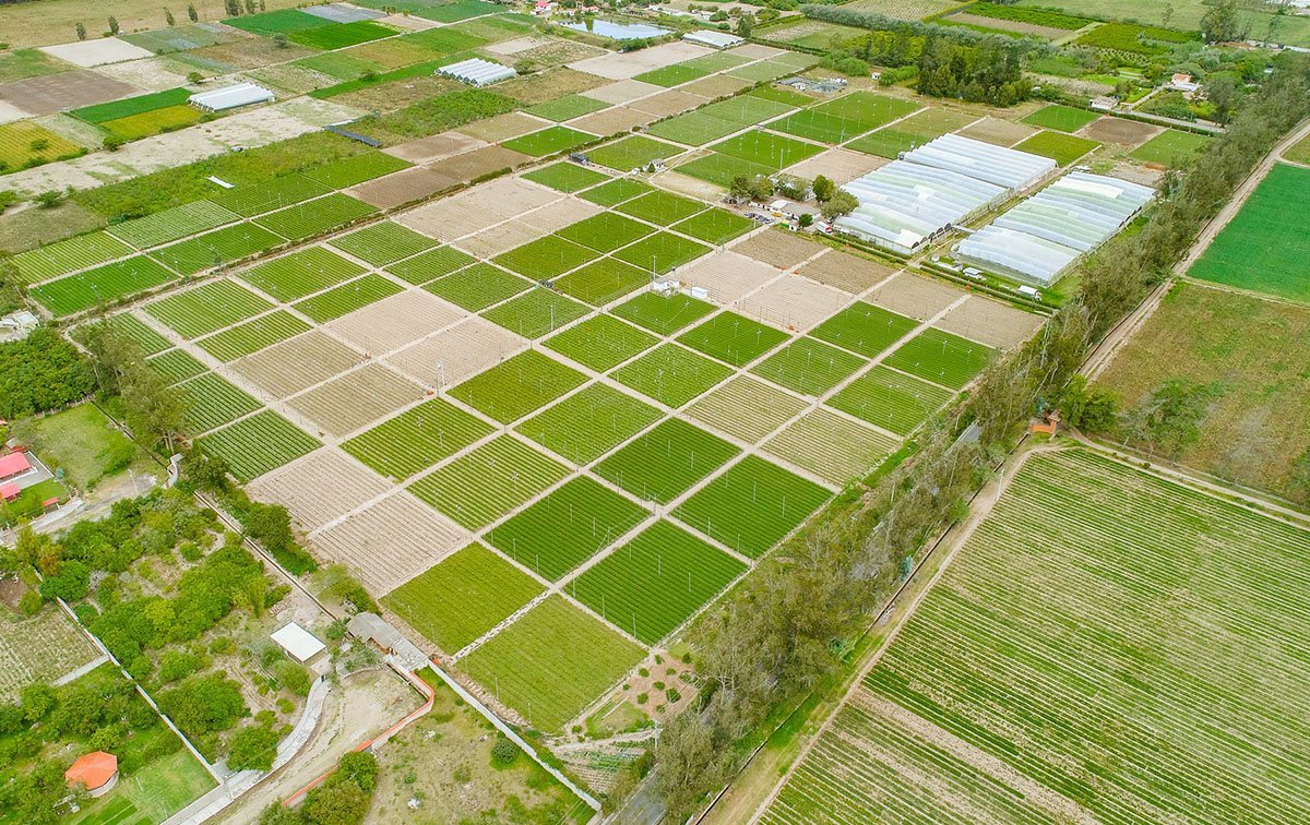 Nina Flowers by Violeta Flowers S.A. (Эквадор)