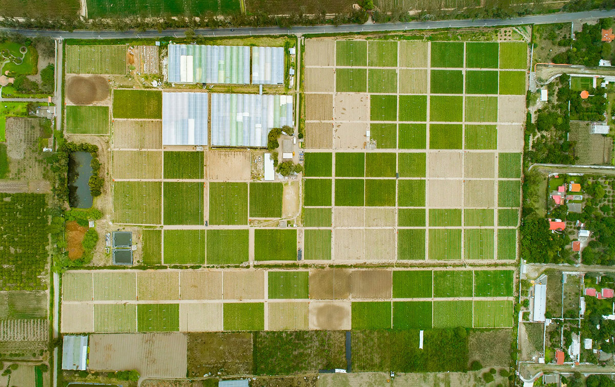 Nina Flowers by Violeta Flowers S.A. (Эквадор)