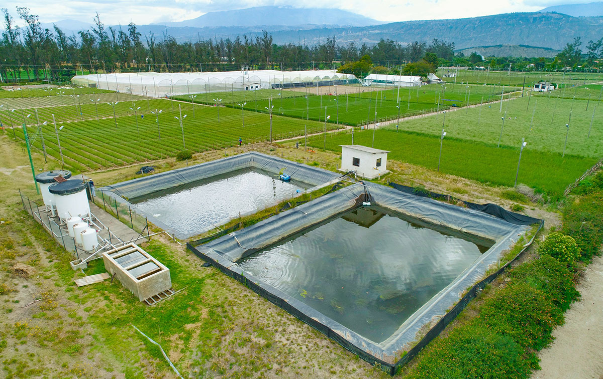 Nina Flowers by Violeta Flowers S.A. (Эквадор)