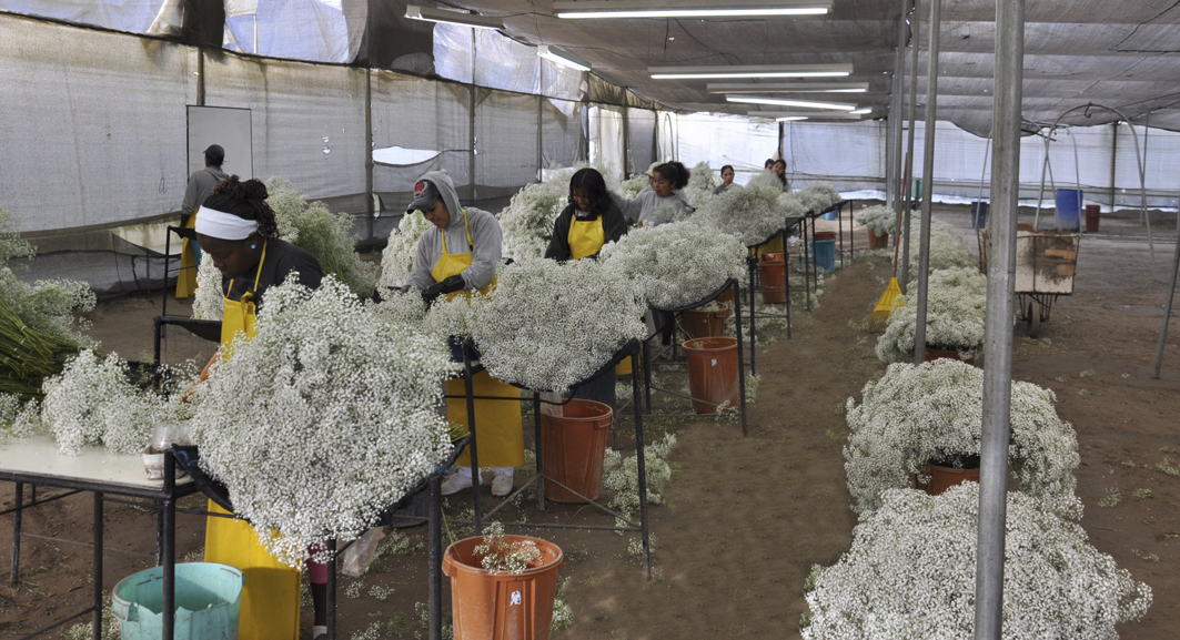 Nina Flowers by Violeta Flowers S.A. (Эквадор)