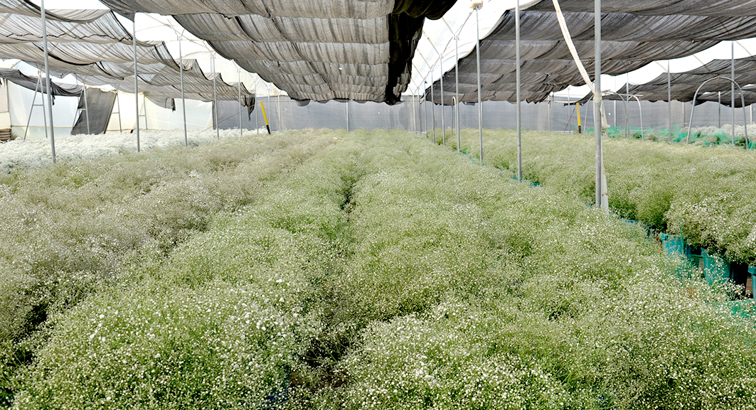 Nina Flowers by Violeta Flowers S.A. (Эквадор)