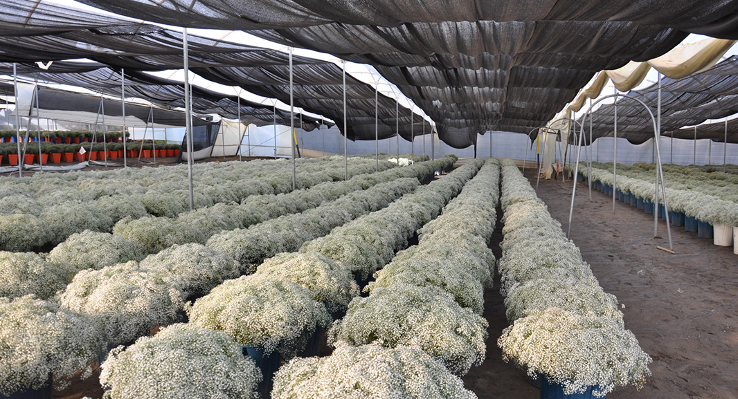 Nina Flowers by Violeta Flowers S.A. (Эквадор)