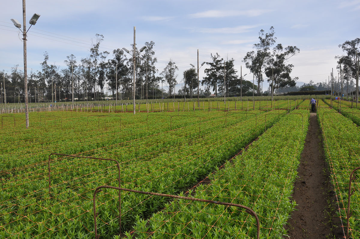 Nina Flowers by Violeta Flowers S.A. (Эквадор)