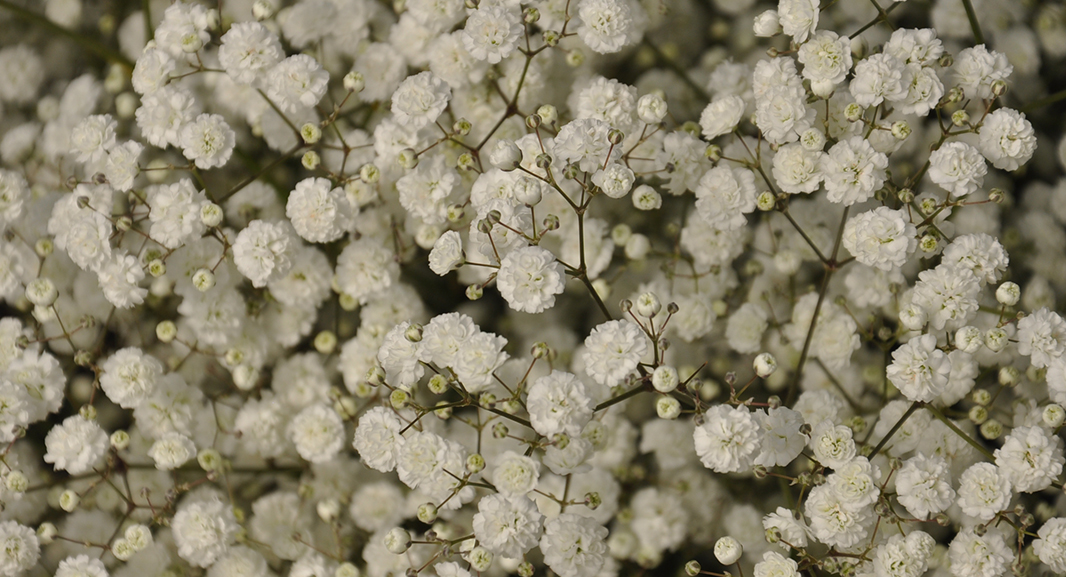 Nina Flowers by Violeta Flowers S.A. (Эквадор)