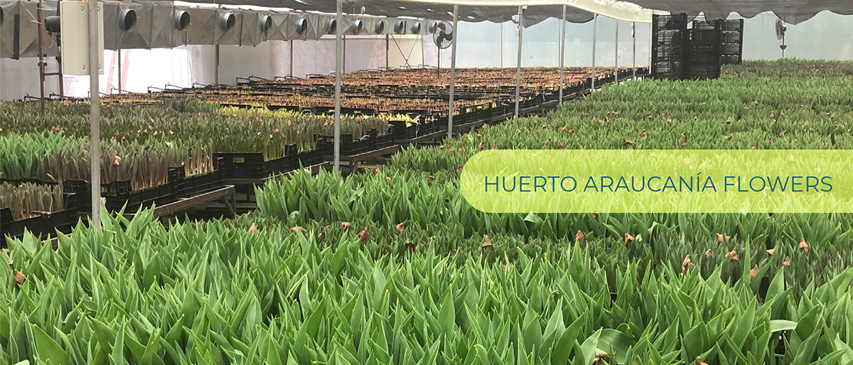 Patagonia Sun (Чили)