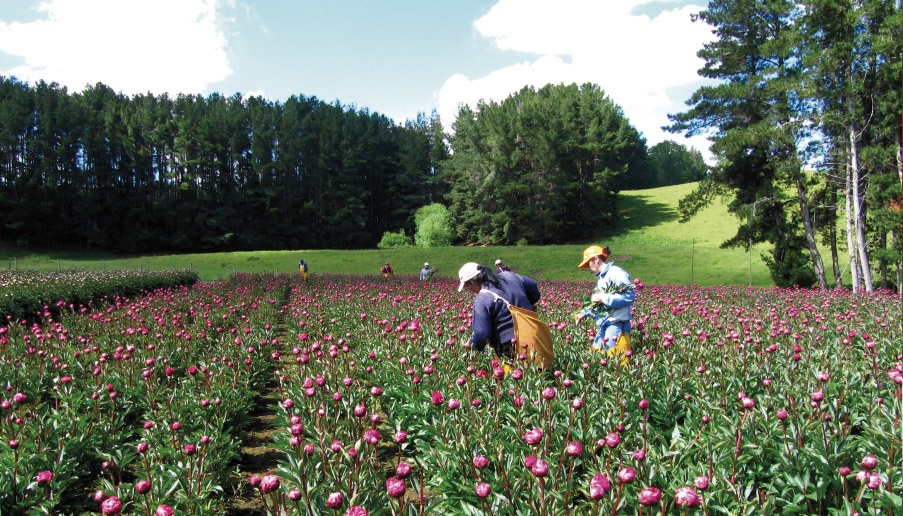 Patagonia Sun (Чили)