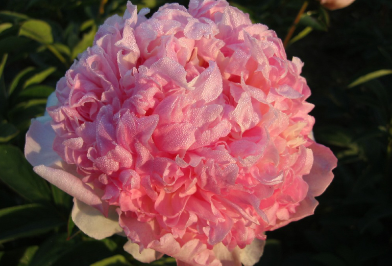 Patagonia Sun (Чили)