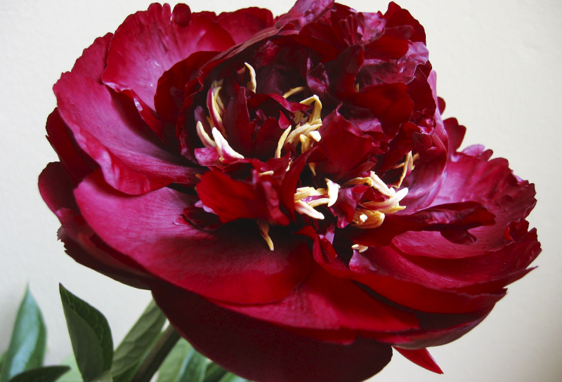 Patagonia Sun (Чили)