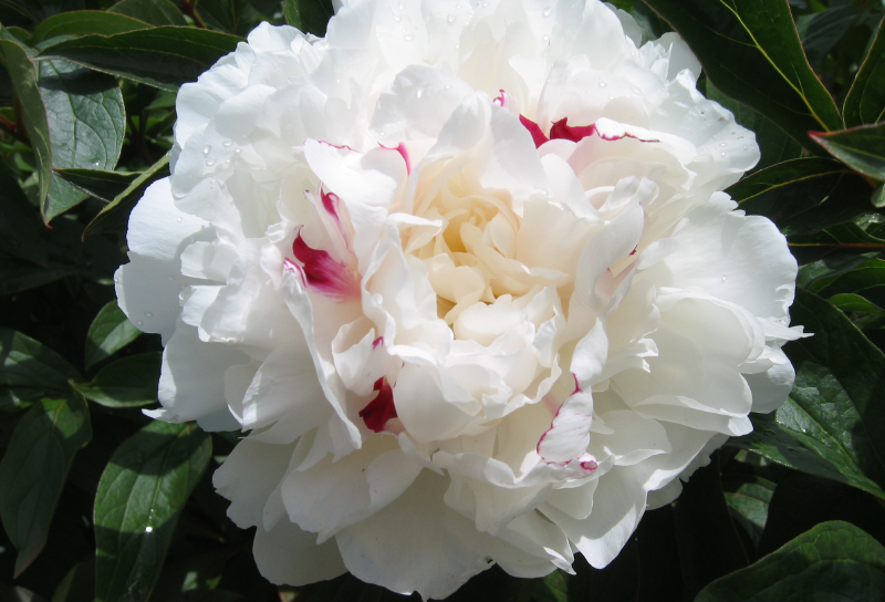 Patagonia Sun (Чили)