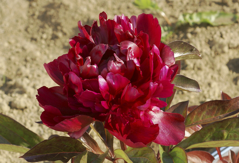 Patagonia Sun (Чили)