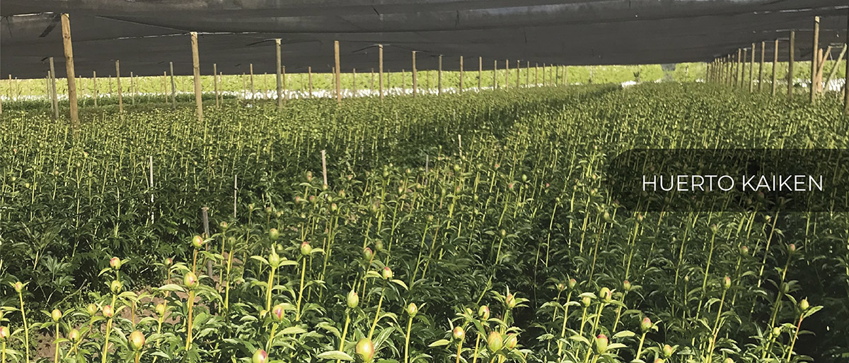 Patagonia Sun (Чили)